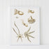 white frame octopus varieties print wall art